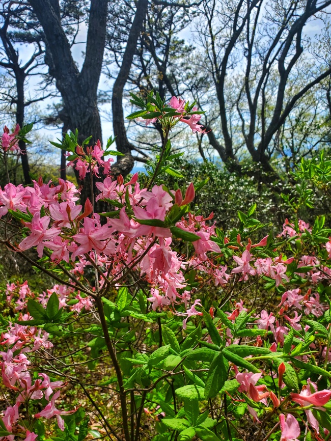 Pink flowers in the middle of the woods